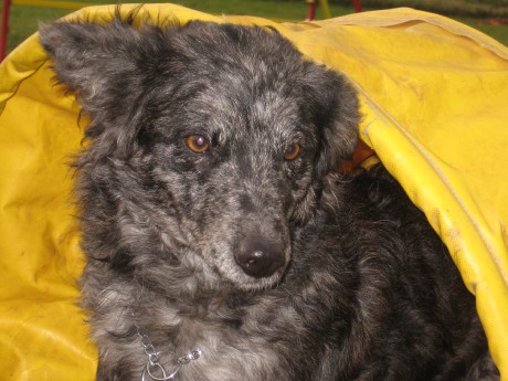 Fena v barvě merle (cifra)